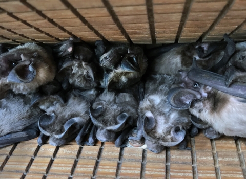 Florida bonneted bats form a row in a bat box.