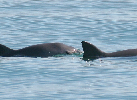 A vaquita mother (right) and her calf (left) can be seen as they surface in the waters off San Felipe_Paula Olson NOAA.jpg