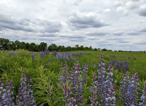 Field of wild lupine
