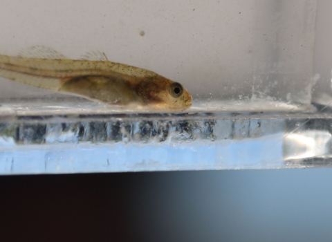 A small fish inside a glass container filled with water