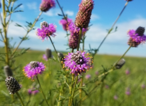 Purple Prairie Clover