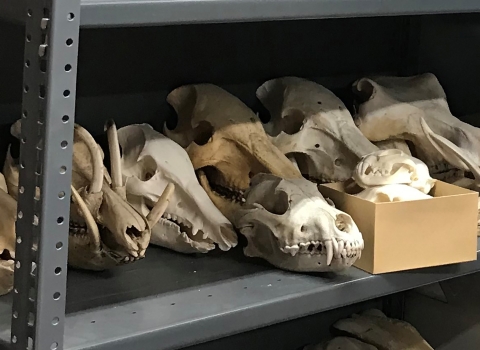 Display of illegally imported animal skulls.