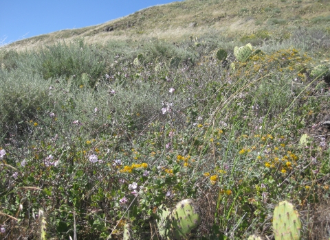 hilly field with wildflowers