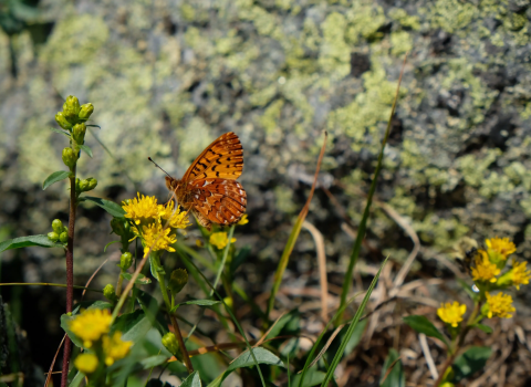 an orange and black butterfly on a yellow flower