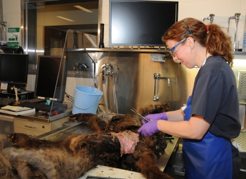 Dr. Tabitha Viner performs a wildlife necropsy.