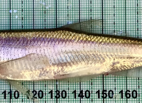 Longfin Smelt Image