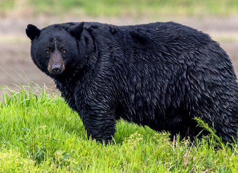 Large black bear standing in green grass