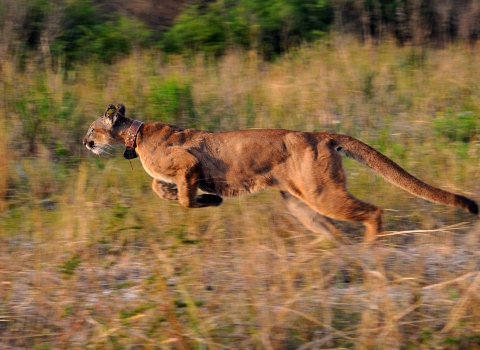 A Florida panther continues to sprint away toward the woodlands.