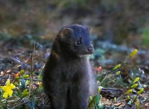 Brown, juvenile mink sits on field consisting of grasses &, wildflowers
