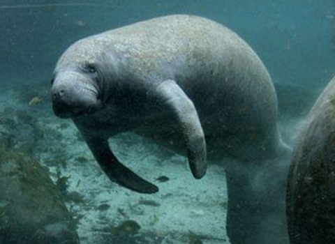 Two big mammals swim underwater 