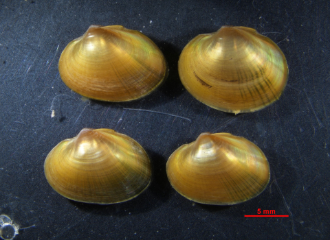 found small mussels placed on a black surface