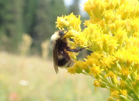 Western bumble bee on goldenrod in the Wallowa Mountains In Oregon