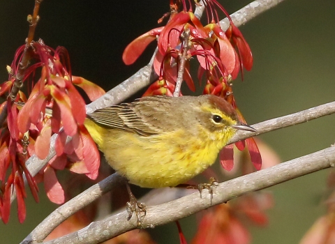 Small, bright yellow & brown bird sits on branches in front of bright red whirlygig seed pod clusters