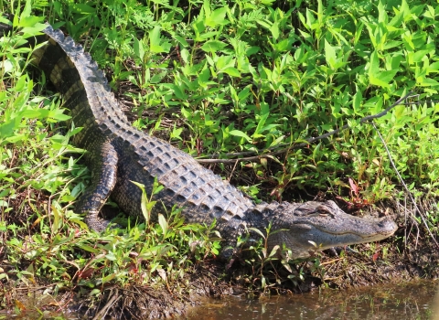 Brown-gray 6 foot alligator right at water's edge, on a green canal bank