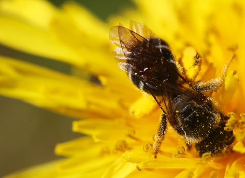 a bee inside of a yellow flower with yellow pollen on its body