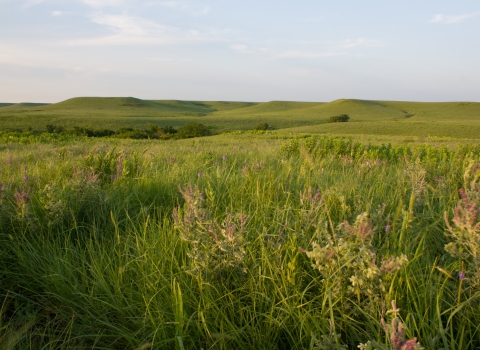 A rolling hills grassland ecosystem with native forbs and grasses