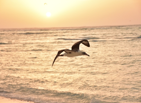 Laysan albatross flies above the coast during sunset