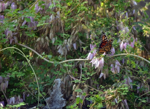 monarch butterfly on purple flowering plant