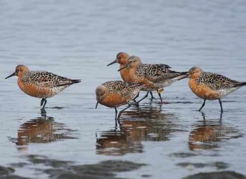Five red knots standing in shallow water at Bottle Beach State Park, WA