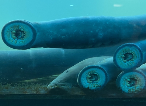 A view through glass of four long fish in blue water with their mouths suctioned onto the glass and showing their round, jawless mouths with rows of teeth.