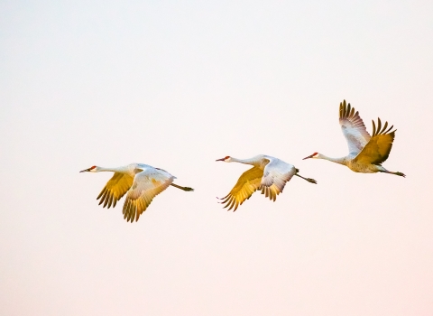 Three sandhill crane in flight