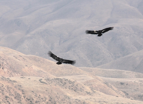 two black birds fly above brown mountain range