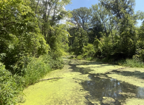 A still river sits with a coating of green algae surrounded by thriving green foliage on a bright day.