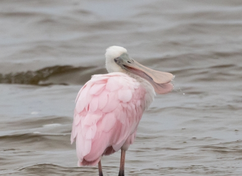 Tall, black/pink legged, white and pink feathered bird standing in water. Has a large/long spoon-shaped bill.