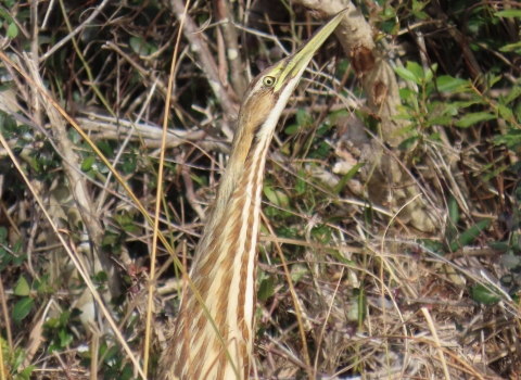 Brown, white striped stretched-neck American Bittern with long sharp bill looking straight up in a frozen stance has great camouflage coloring next to thick brush and bushes