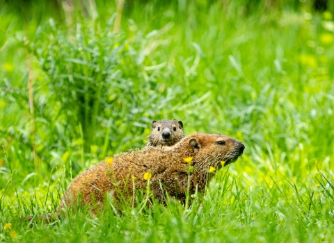 young groundhog looks over mother as they lounge in some tall grass and wildflowers.