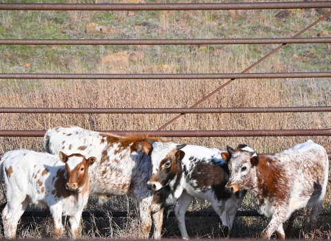 Six longhorn calves in pen