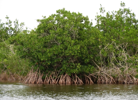 A mangrove bush along the coast.