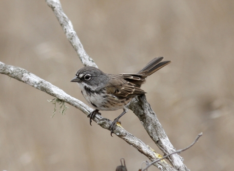 A close-up shot of a San Clemente Bell's sparrow