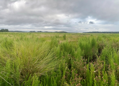 Tall grasses grow in a marsh habitat. This open landscape is suitable for multiple species, including Eastern black rail.