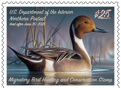 Watermarked 2024-2025 Federal Duck Stamp featuring a Northern Pintail