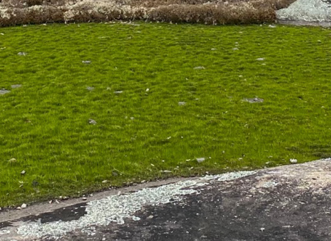 A grass-like pool surrounded by rock.