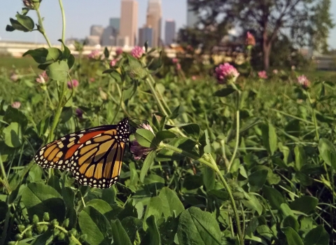 Monarch butterfly with black orange stripes with white dots on a purple flower, far in the distance are a group of high-rise buildings