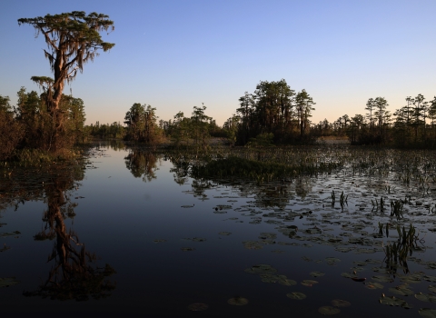 Okefenokee Swamp is quiet at sunset.