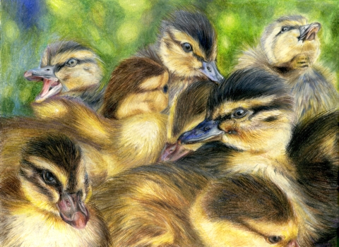 An illustration of a group of yellow ducklings with fuzzy black crowns group together.
