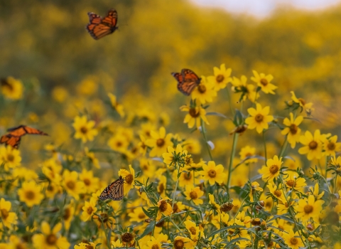 Monarch butterflies in a golden field of nodding bur-marigold at Chautauqua National Wildlife Refuge.
