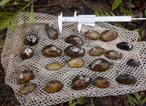 23 freshwater mussels laid out on a white mesh bag, next to a pair of calipers. 