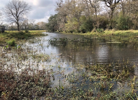 Forested Wetland on San Bernard National Wildlife Refuge