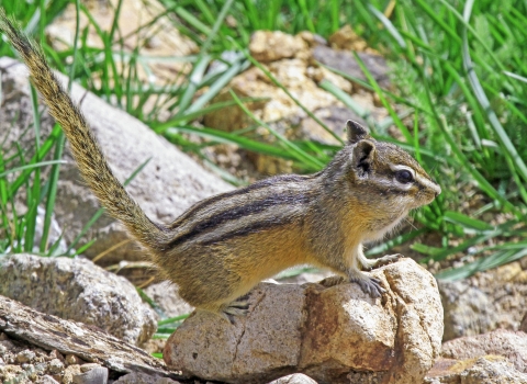 A tan chipmunk with black and white stripes stands alert on a rock in a grassy area.