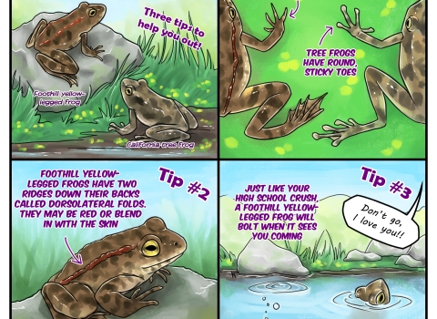 A four panel comic about telling the difference between foothill yellow legged frogs and california tree frogs.