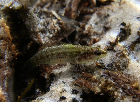 Underwater picture of an Okaloosa darter.
