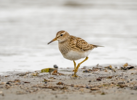 White and brown shorebird walks along wet sand with water in the background