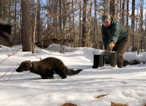 Collared fisher is released into a snowy forest.