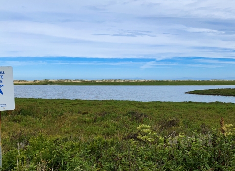 A National Wildlife Refuge sign with a blue goose stands before a field of low-growing plants with a large wetland beyond. In the distance sand dunes are on the horizon beneath a blue sky.