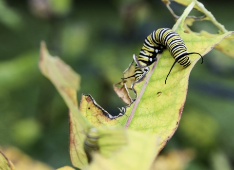 Lone caterpillar on a leaf