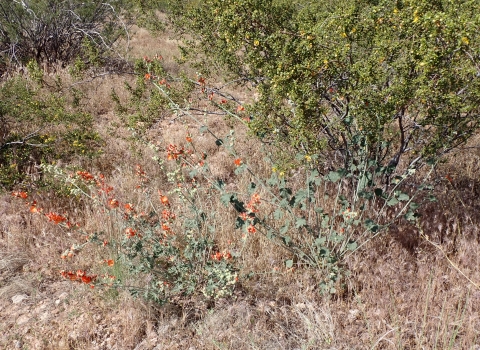 Shrub-like plants with showy bright orange flowers grow in a brown field with other shrubs.